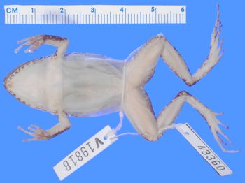 Media type: image; Herpetology A-43360